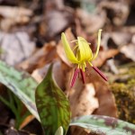 6F7A6743-1 E&A flora trout lily&nbsp;***
