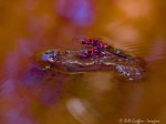 IMG_1353-1 salamander eggs&nbsp;***