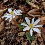 IMG_1359-1 E&A flora bloodroot&nbsp;***