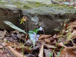IMG_1375-1 E&A flora trout lily hepatica&nbsp;rush