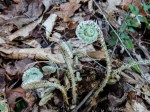 IMG_1590-1 E&A flora fern fiddlehead&nbsp;***