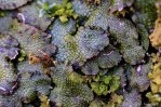 IMG_9564-1-3 flora liverwort&nbsp;***