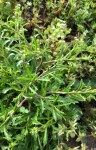 E&A flora pepperweed