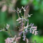 6F7A7457-1 E&A flora&nbsp;chervil