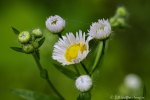 6F7A7474-1 E&A flora daisy&nbsp;fleabane