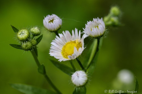 E&A flora daisy fleabane