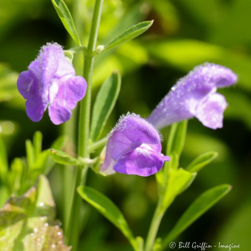 E&A flora skullcap