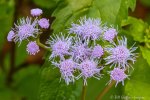 6F7A7501-1 E&A flora Blue mistflower&nbsp;***