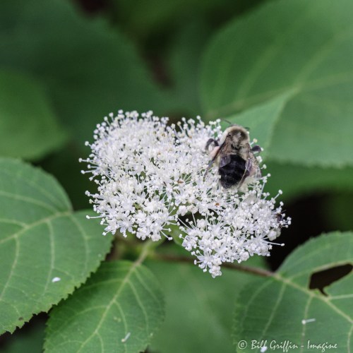 E&A flora hydrangea bee