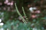 6F7A7664-1 E&A flora Black&nbsp;Cohosh