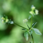 6F7A7681-1 E&A flora Avens&nbsp;***