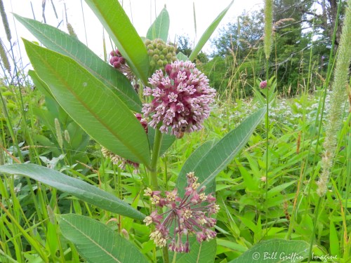 Doughton flora milkweed