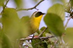 IMG_9971-1-3 bird yellowthroat&nbsp;***