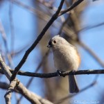6F7A8860-1 titmouse winter bird&nbsp;***