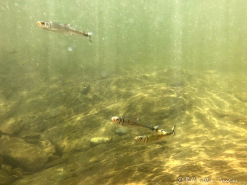 Little River, Great Smoky Mountains